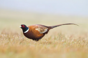 Pheasant Hunt