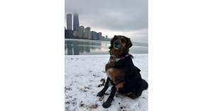 suspender boots for dogs