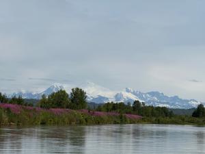 Purple fireweed flowers are unique and beautiful against the snowcapped mountains