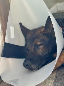 A retired K9 hero lies on a soft blanket at the K9 PTSD Research Center, recovering from surgery. His paw is gently bandaged, and his eyes are calm yet tired — a brave hero on the road to healing, surrounded by care, love, and gratitude for his service.