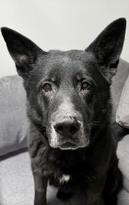 An all-black military K9 sits tall, staring directly into the camera with a serious, alert expression. His sleek coat and intense eyes reflect strength, loyalty, and years of dedicated service.