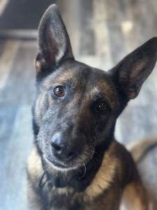 A retired K9 hero sits proudly with a bright, joyful smile. His ears are perked, and his eyes shine with warmth and trust — a gentle reminder of the love and happiness these heroes bring after years of brave service.