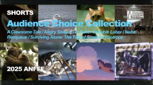 ANFFF Audience Choice Unit