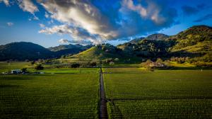 Vineyards with mountains in the background