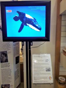 A shot of Ava the Pliosaur at the Dorking Museum's fossil display.