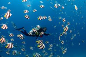 Bandos Maldives Dive