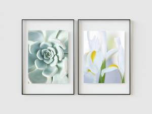 Two framed fine art photographs: one of a soft green succulent and another of white irises with yellow centers, representing Dina Marie’s signature blend of natural beauty and design precision.