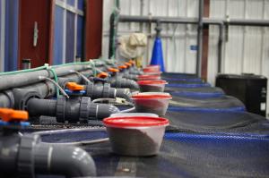 Aquaculture facility tests "fish-free" feed for Atlantic salmon.