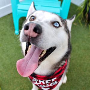Close-up of Murray, a happy Husky with bright blue eyes and his tongue out, wearing a red plaid bandana that says “Free Kisses,” sitting on green turf in front of a turquoise chair.