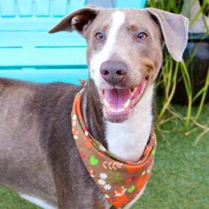 Link, a smiling brown and white dog wearing an orange autumn-themed bandana, stands on green turf in front of a turquoise bench, looking cheerful and friendly.