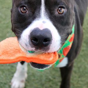 Close-up of Bullwinkle, a black and white dog with a heart-shaped mark on his nose, holding an orange plush toy in his mouth while wearing a green and orange bandana.