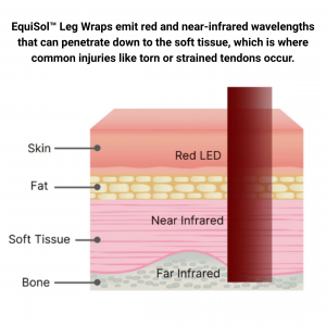 Graphic how the red wavelengths penetrate the skin and near-infrared wavelengths penetrate the fat and soft tissue in a horse.