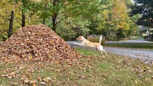 Reclaim the Leaf Pile! Fall enthusiasts can enter the Wondercide contest and play in the leaves without worrying about ticks & fleas! Pictured: Stella @dognamedstella