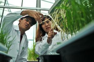 Image shows two researchers examining rice roots in a lab.