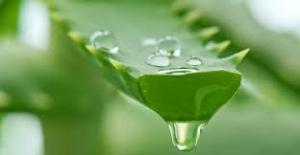 Global Aloe Vera Market