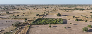 drone shot of degraded landscape in Senegal, West Africa, showing a segment of restored landscape: stark contrast of a green lush rectangular area amidst the dry barren landscape, showcasing a successfully implemented Mother Trees LifeTree System,