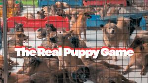 The Real Puppy Game now streaming on UnchainedTV