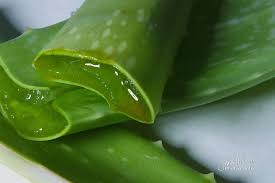 Aloe Vera Extracts Market - 2019-2025