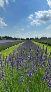 Hereward Farms Lavender Fields