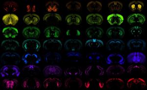 Caption: Different populations of cells in the mouse brain, each one targeted with high specificity by one of the many new genetic tools developed at the Allen Institute.