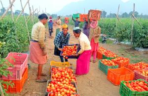 Photo shows women farmers in Odisha state, India, gathering tomatoes.