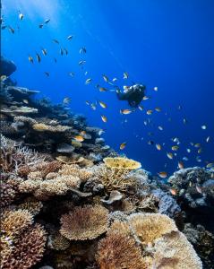 House Reef Park Hyatt Maldives Hadahaa