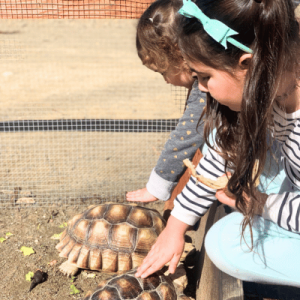 A child interacts gently with two large tortoises at a petting zoo, surrounded by a wooden fence and sunny outdoor setting.