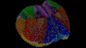 A colorful digital picture of a mouse brain