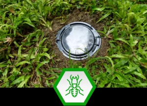 Termite Control in Texas