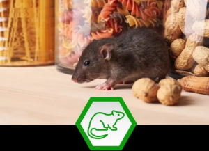 Rodent Control in Texas