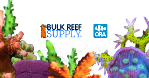 Each ORA coral is carefully grown and nurtured through sustainable aquaculture practices.