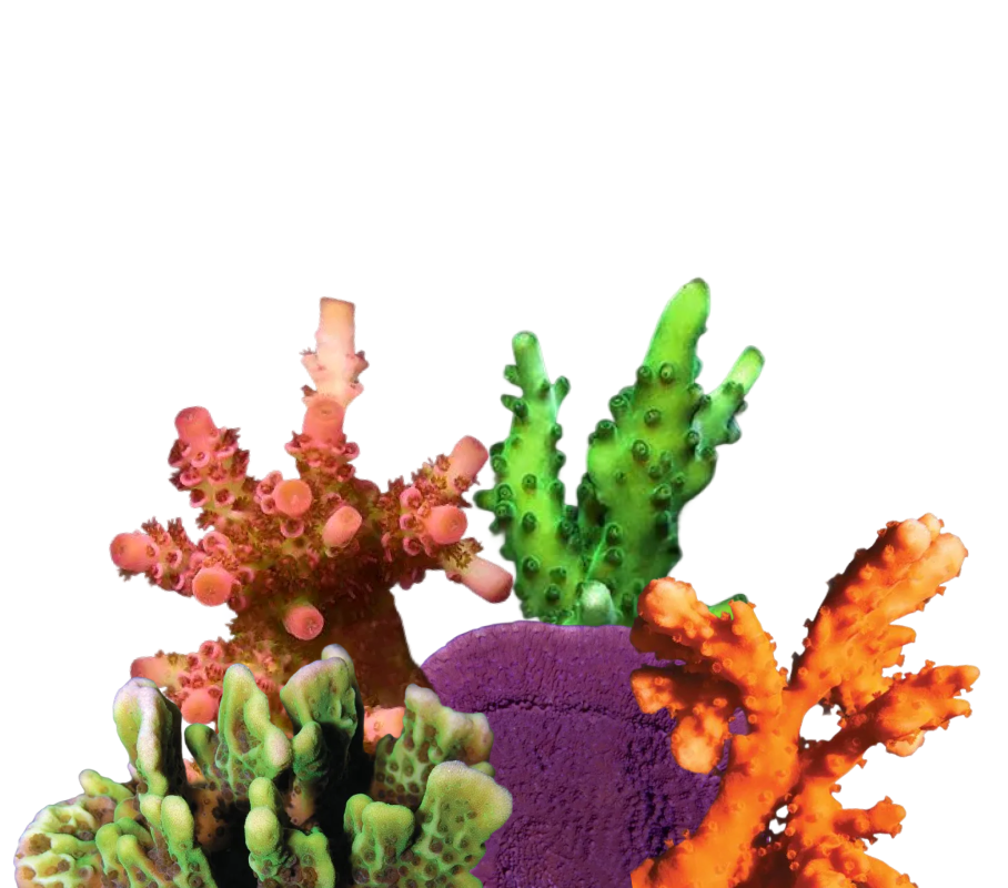 ORA corals represent decades of marine aquaculture innovation and responsible reef keeping.