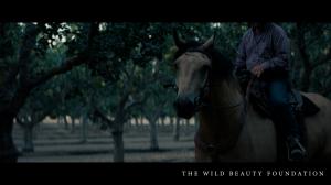 The Lost Horses:  A Veteran's Heart, Forest