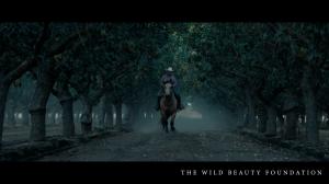 The Lost Horses:  A Veteran's Heart, Forest No.2