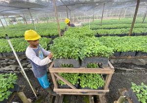 Two nursery workers prepare high-quality seedlings as part of the BJA Group's commitment to legal, sustainable, and deforestation-free biomass management.