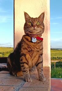 Gigia Travel Cat fissa l'obiettivo in Toscana, ergendosi alta e fiera, con verdi pascoli che fanno da sfondo.