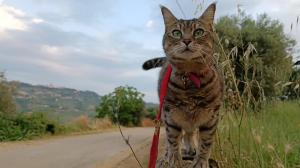 Gigia la gatto si trova immersa nella natura in Abruzzo, tra le splendide campagne.