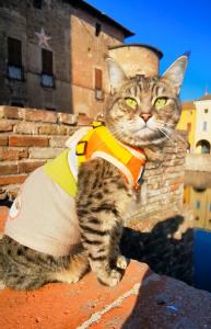Gigia, la gatta viaggiatrice, posa maestosa sulle mura di un borgo storico in Emilia-Romagna. Con il suo giubbotto arancione e lo sguardo da esploratrice, domina il paesaggio come una vera regina del turismo felino. Sole, storia e stile: questa è l’Italia