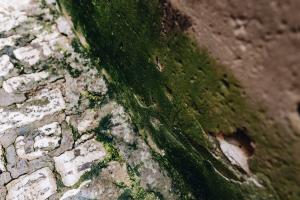 Grünalgen an Fassaden