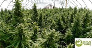 Close-up of Kentucky-grown hemp bloom with visible trichomes used in full-spectrum CBD extraction.