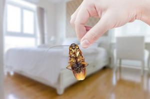 Cockroach Pest Control in NYC