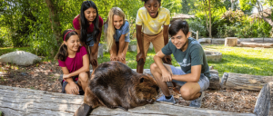 A group of children crouch around a resting beaver on a log, set in a lush outdoor environment.